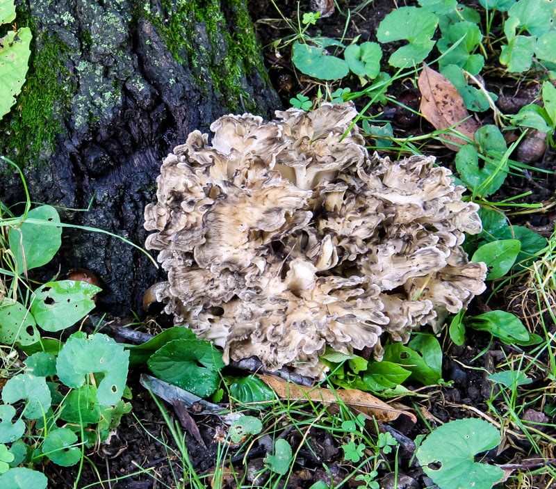 a mass of maitake mushooms growing at the base of a tree
