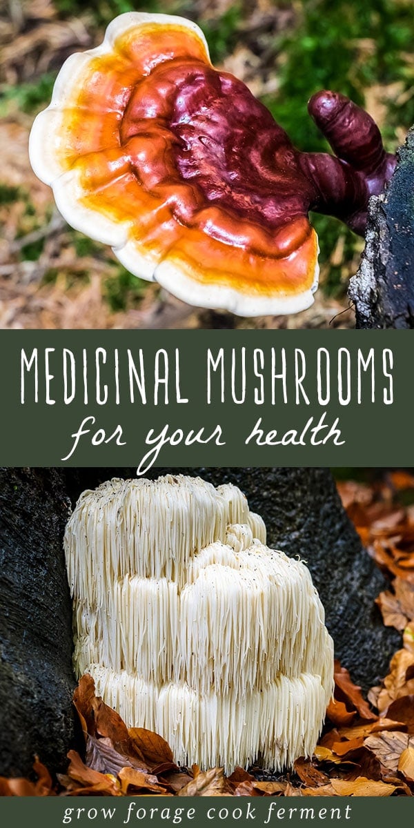 Learn more about six different medicinal mushrooms that have powerful health benefits. They will boost your immune system, mood, and give you energy! #medicinal #mushrooms #foraging #health #reishi #lionsmane #chaga #turkeytail #maitake #cordyceps