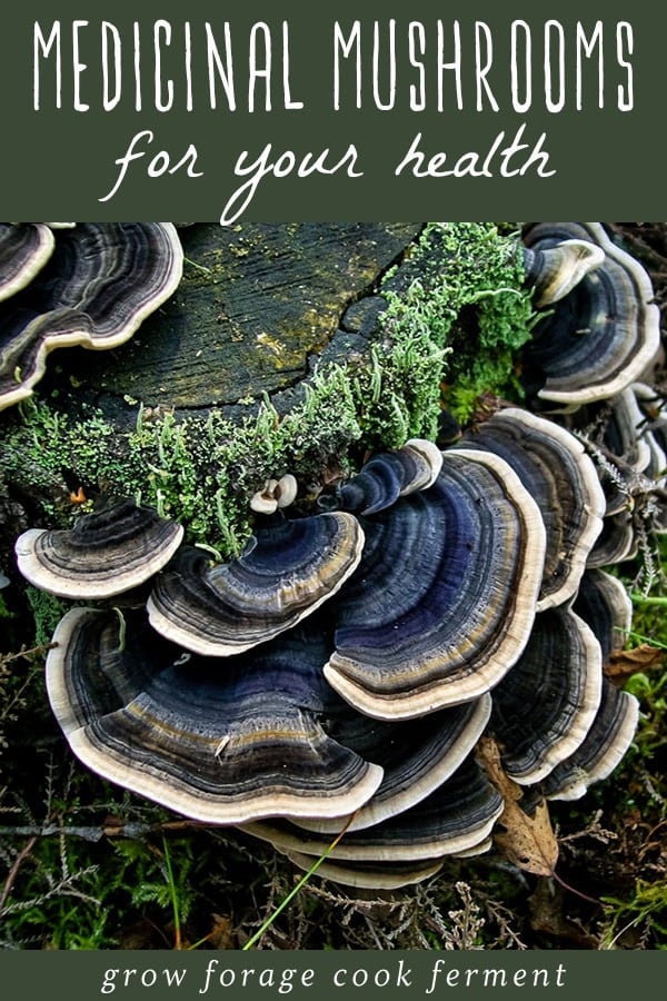 Learn more about six different medicinal mushrooms that have powerful health benefits. They will enhance your immune system, mood, and give you energy! blue and white striped turkey tail mushrooms on a stump