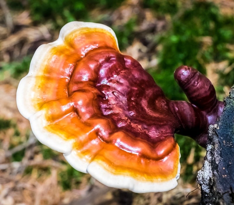 Learn more about six different medicinal mushrooms that have powerful health benefits. They will enhance your immune system, mood, and give you energy! red orange and white striped reishi mushroom growing on a tree