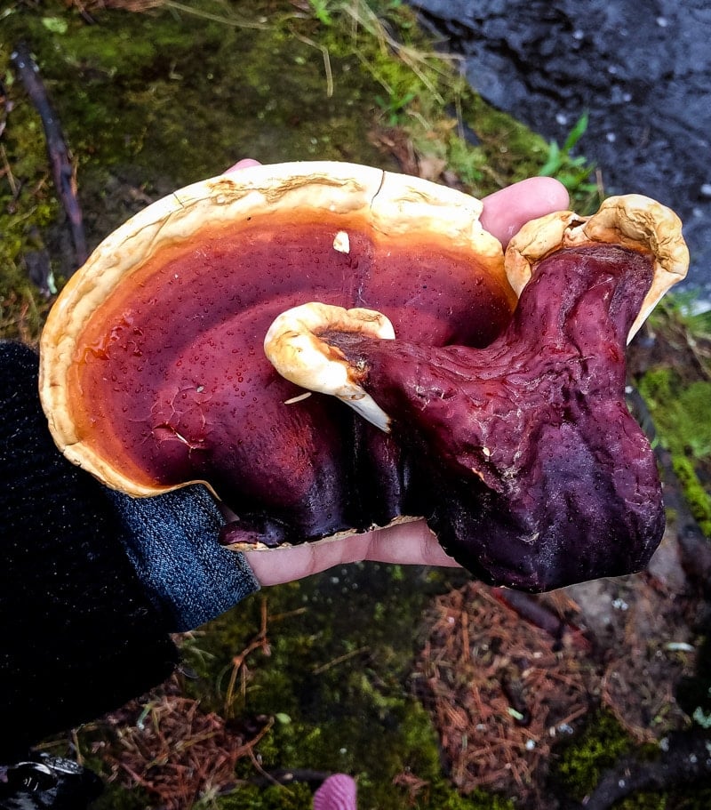 a hand holding foraged reishi mushrooms