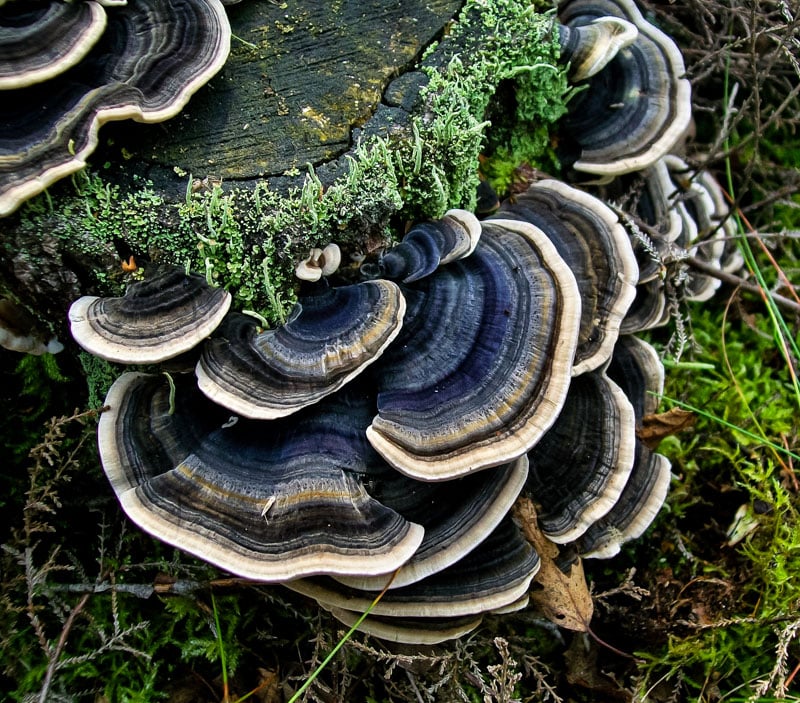 turkey tail mushrooms on a tree stump