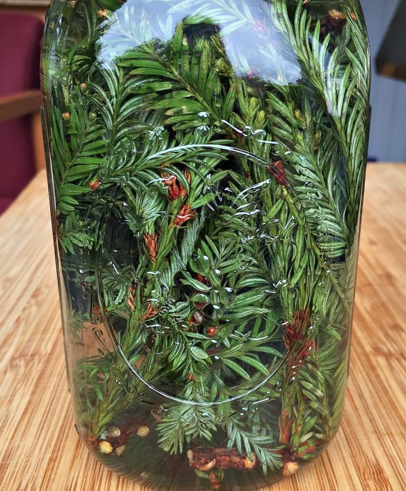 redwood needles and vodka in a jar