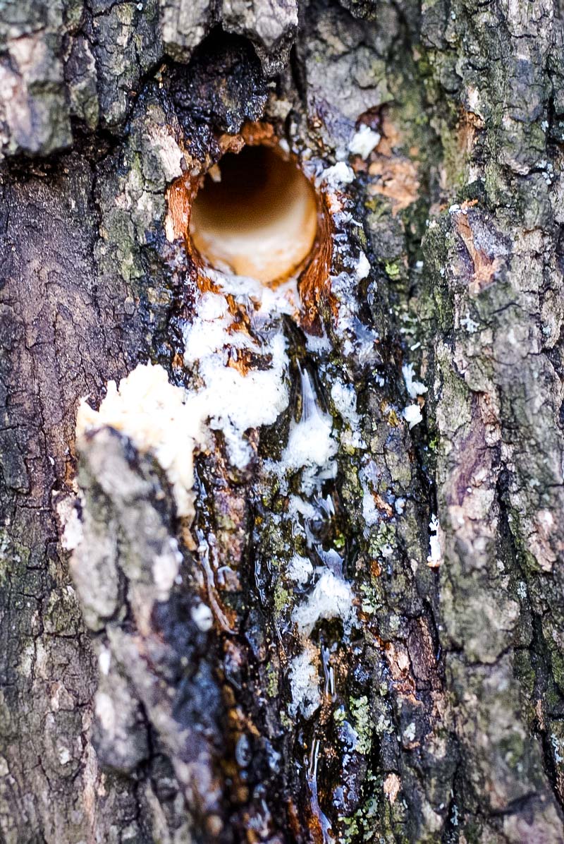 sap running from the drilled hole