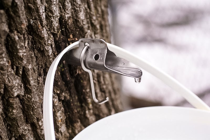 a spile with a bucket collecting maple sap