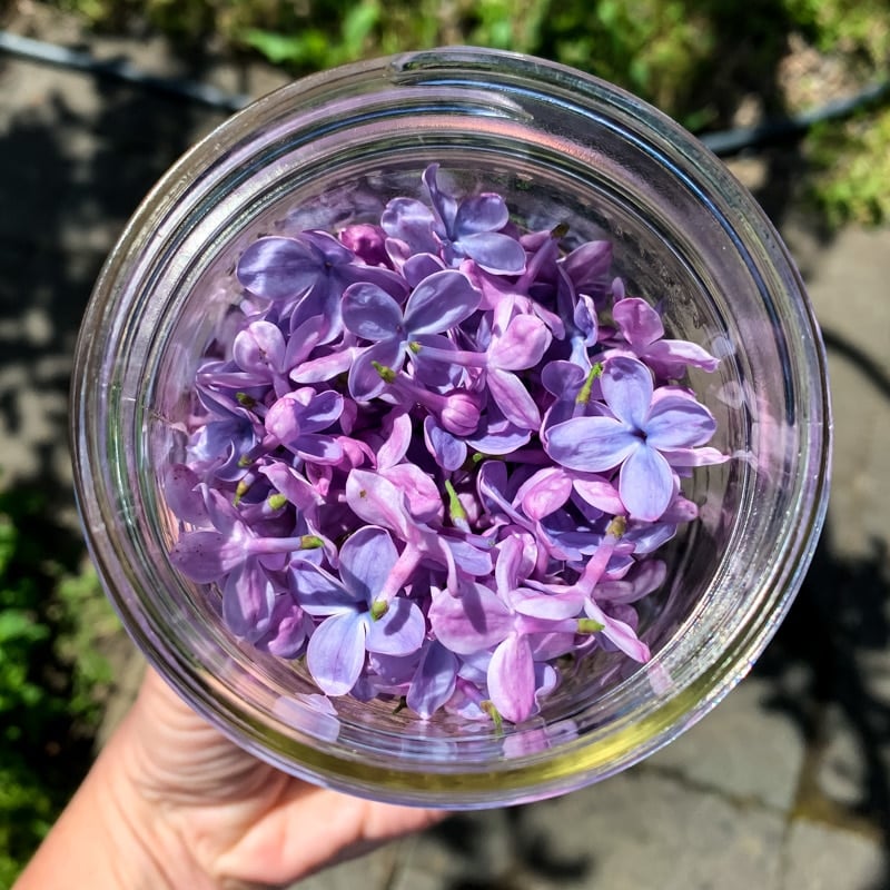 a jar full of lilac blossoms