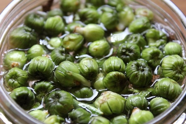 dandelion bud capers in a jar