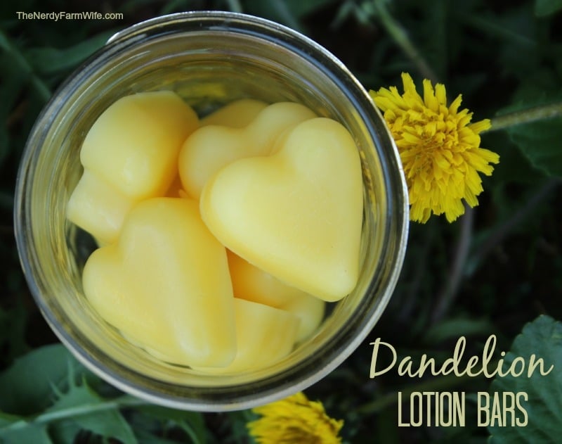 heart shaped dandelion lotion bars in a jar