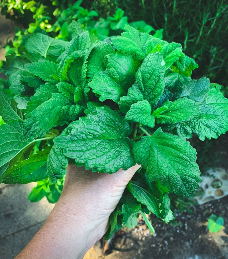 a handful of fresh lemon balm