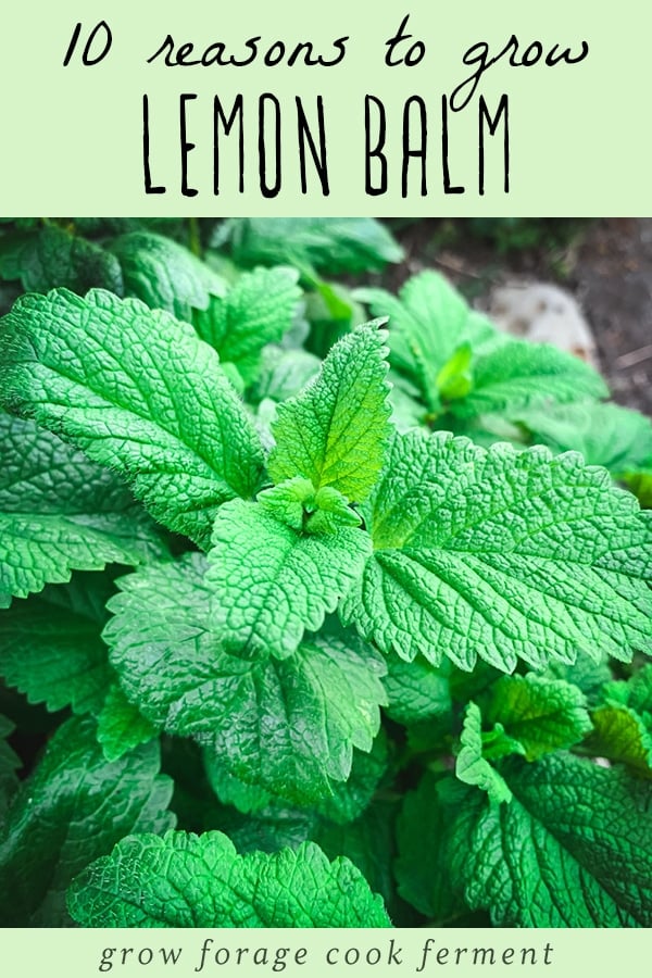 10 Reasons to Grow Lemon Balm - Thinking about growing lemon balm from seed in containers or pots indoors or outdoors? Here are 10 awesome reasons to grow lemon balm in your healing herb garden for herbal medicine, lemon balm food and tea recipes, and more! The lemon balm plant is in the mint family. It has many benefits, magical properties, and uses! a close up of lemon balm leaves