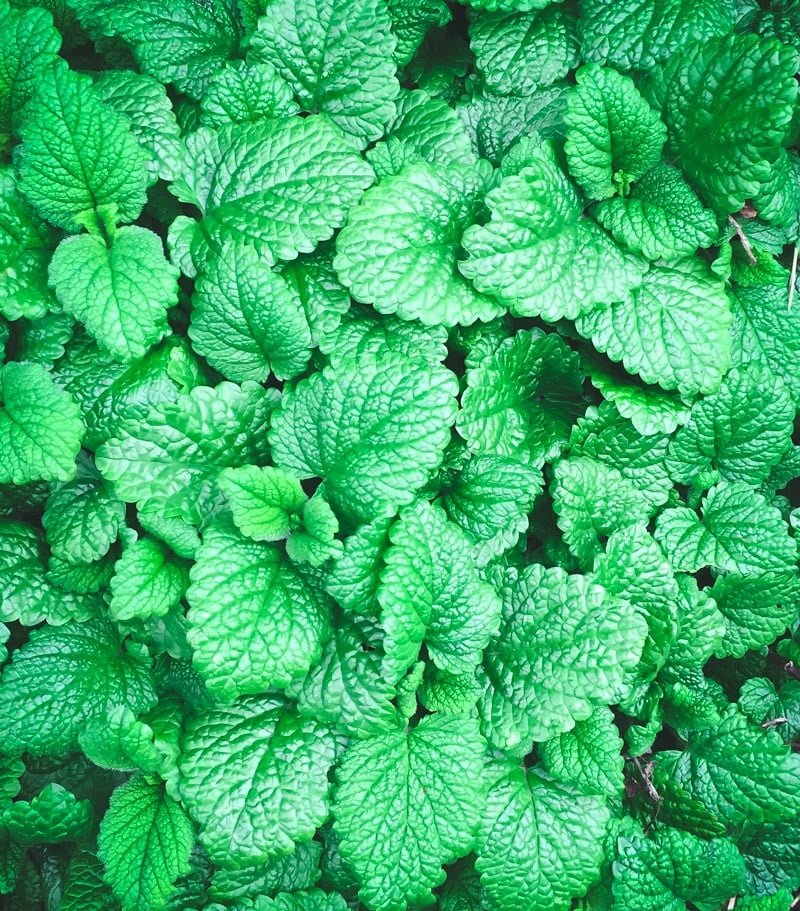 lemon balm leaves