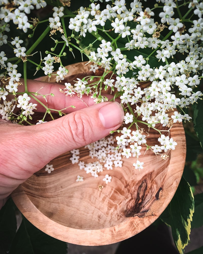 harvesting elderflowers