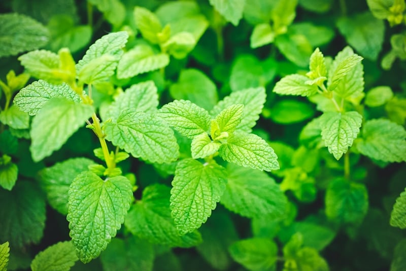 lemon balm plant