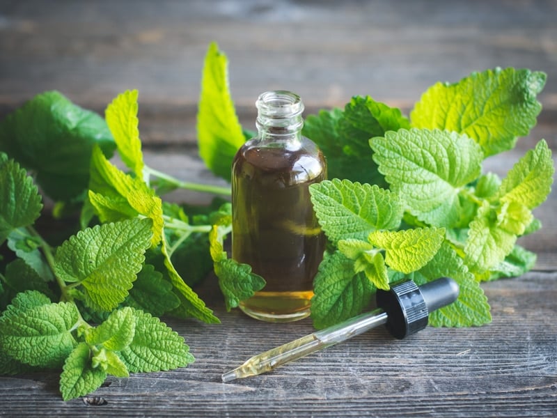 an open tincture bottle with lemon balm