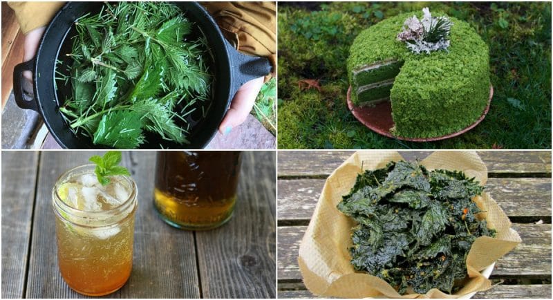 Stinging Nettle Recipes Team Deporecipe Co Stinging Nettle Recipes Team Deporecipe Co