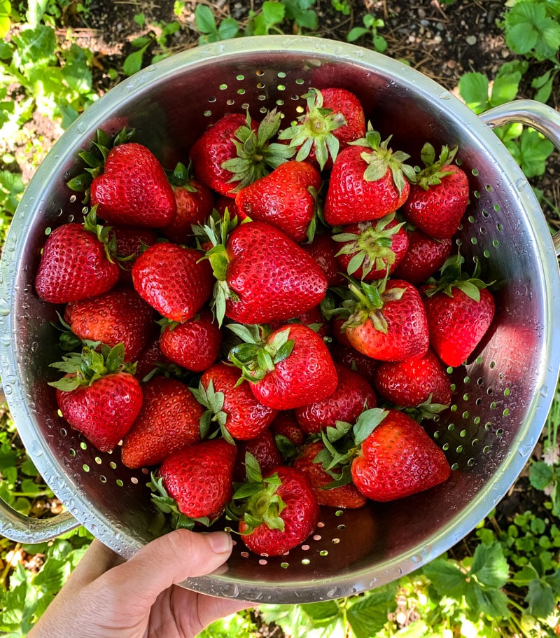 A colander full of fresh ripe strawberries. 
