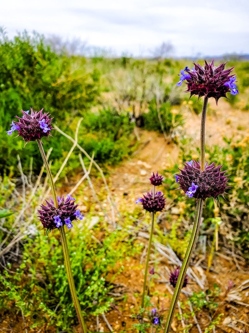 desert chia plants with purple tops