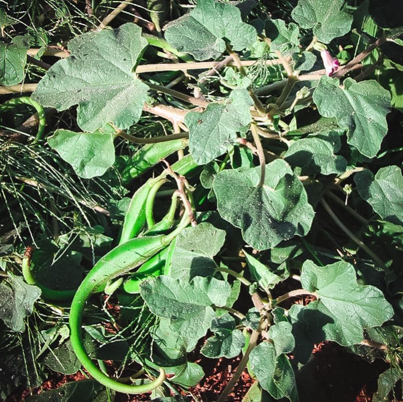 devil's claw with pepper-like fruit