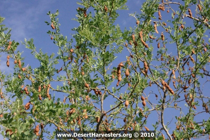 ironwood tree with pods