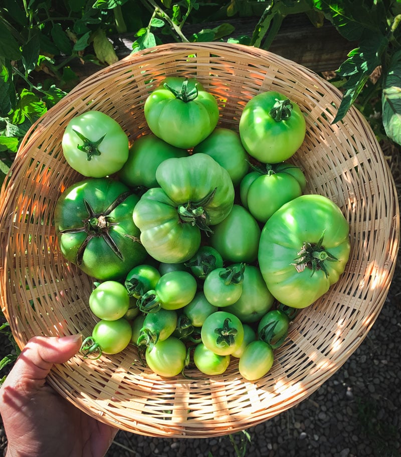 a harvest basket of green tomatoes