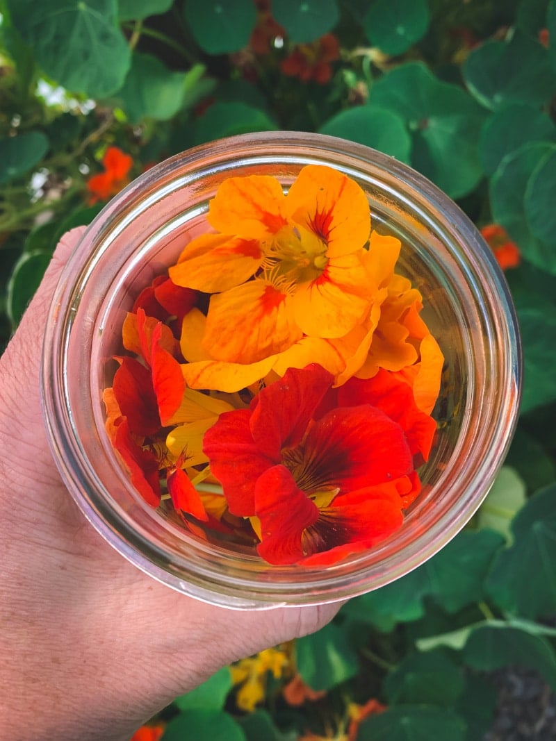 In the summer, when you have nasturtiums growing in your garden make this nasturtium flower-infused vinegar! It has a gorgeous color and peppery flavor and can be used to make a wonderful and nutritious salad dressing. a jar of fresh nasturtium flowers