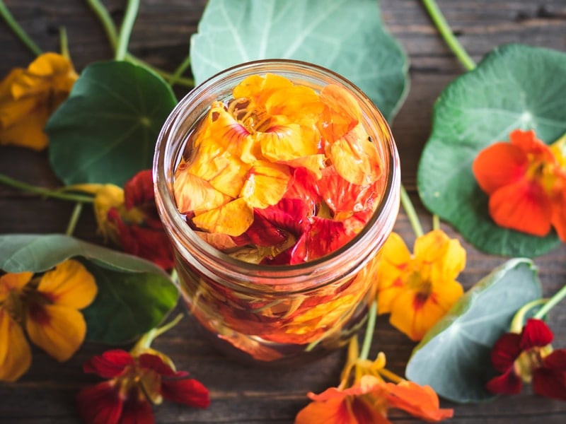 In the summer, when you have nasturtiums growing in your garden make this nasturtium flower-infused vinegar! It has a gorgeous color and peppery flavor and can be used to make a wonderful and nutritious salad dressing. nasturtium flowers in vinegar