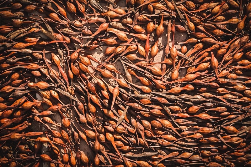 palo verde pods spread out on a flat surface