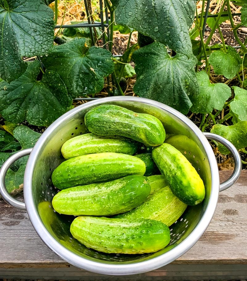 pickling cucumbers in a colander