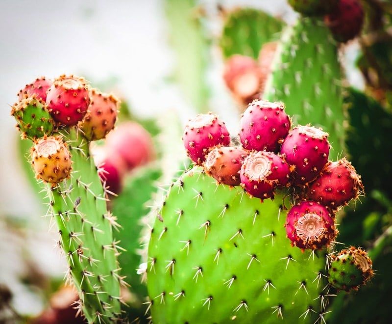 prickly pear cactus with fruit