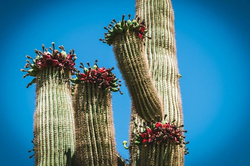 saguaro cactus fruit
