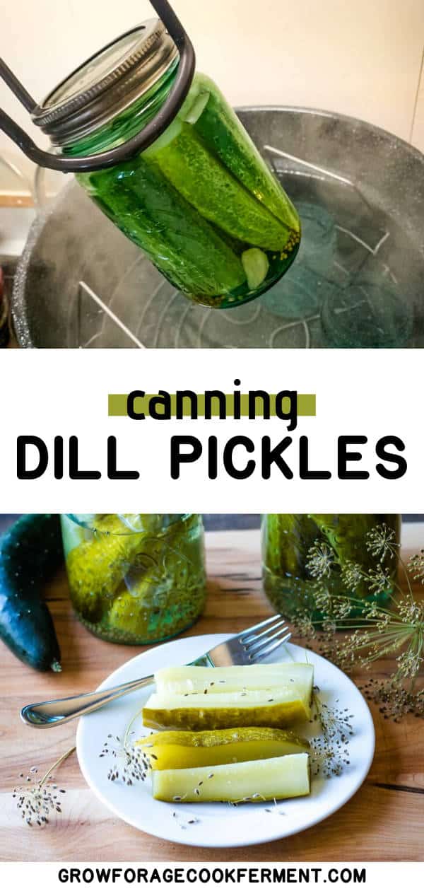 Kosher Dill Pickles Canning Recipe