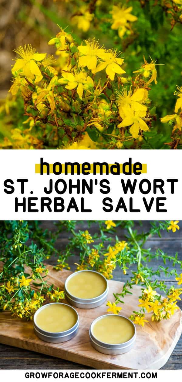 Foraging St. John's Wort + How to Make St. John's Wort Oil & Salve