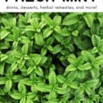 Mint Recipes