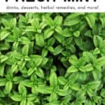 Mint Recipes