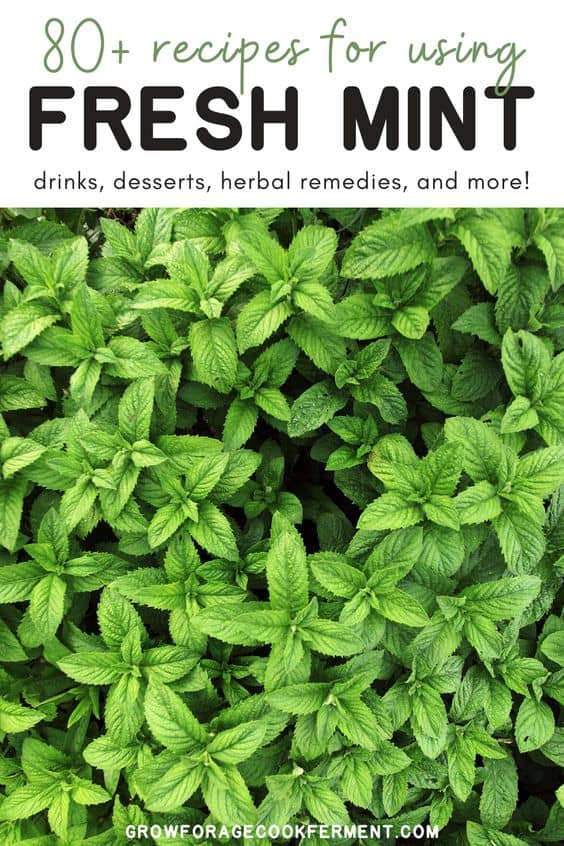 80+ Mint Recipes Drinks, desserts, remedies + more!