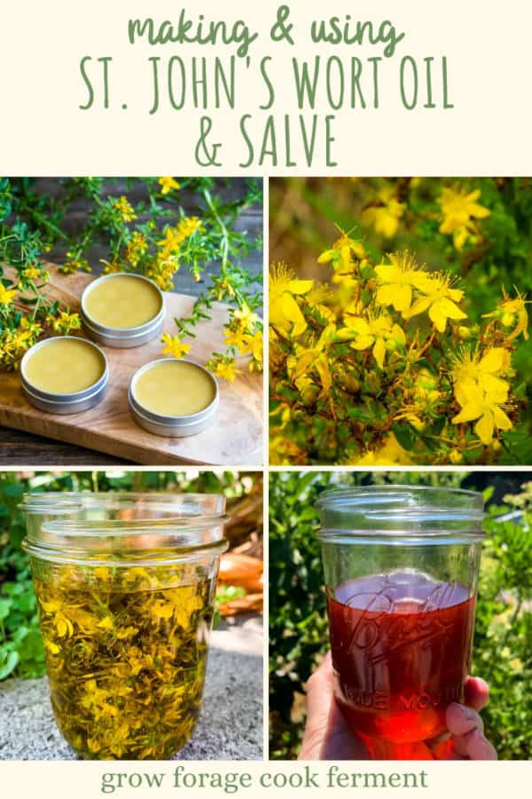 Foraging St. John's Wort + How to Make St. John's Wort Oil & Salve