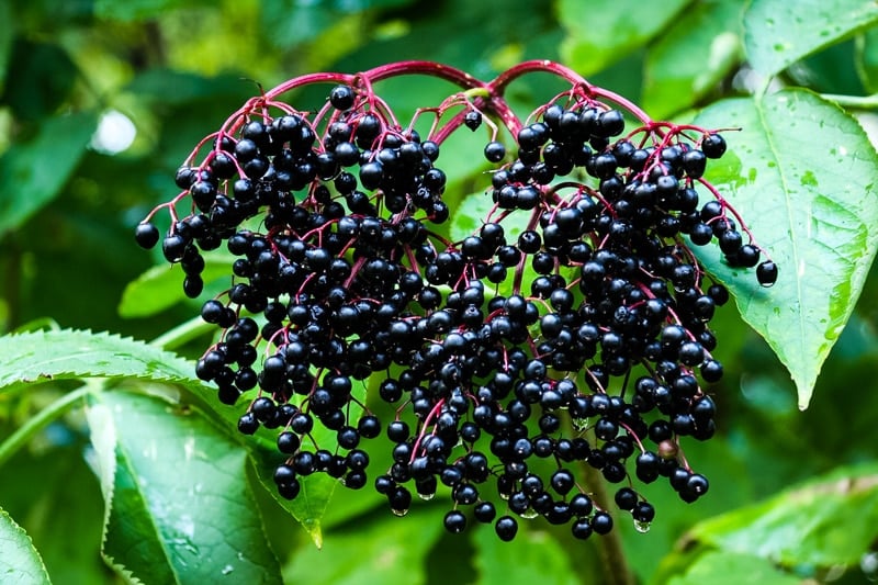 a cluster of black elderberries