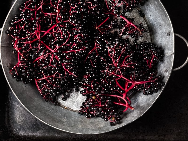It’s no secret that elderberries are a superfood with many undisputed health benefits! These tasty elderberry recipes will leave you with tons of ideas of how to use these immune-boosting wild berries. a metal bucket of fresh elderberry clusters