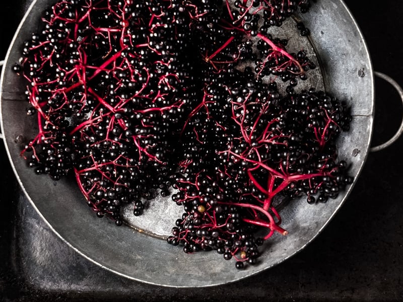 a metal bucket of fresh elderberry clusters