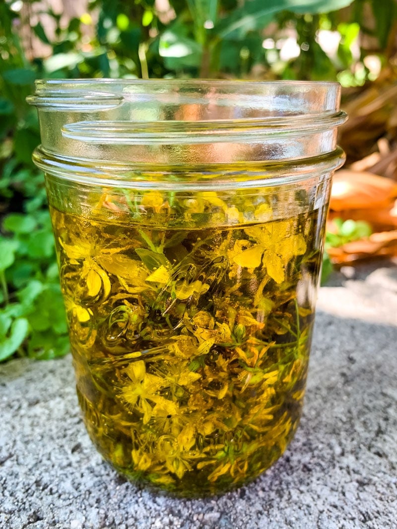 a jar of fresh st. john's wort flowers in oil