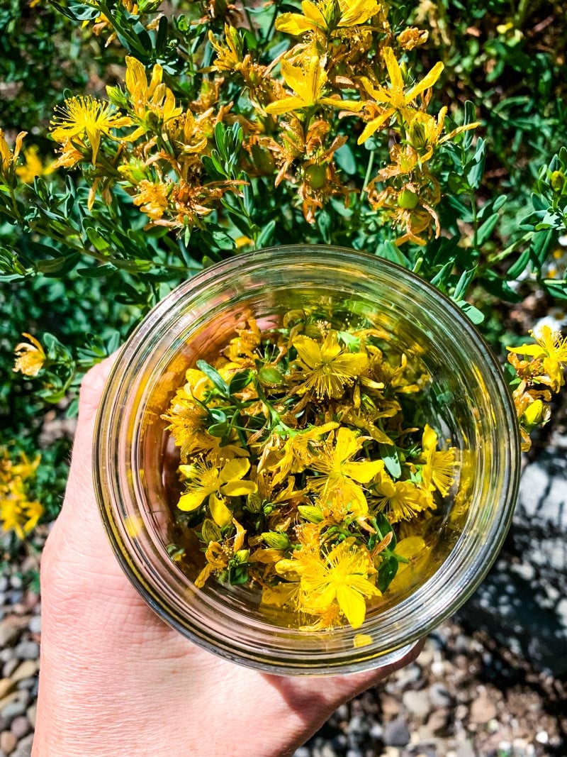 harvesting st. john's wort flowers in a jar