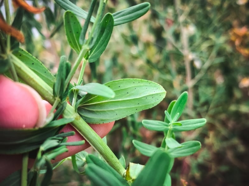 st. john's wort leaves