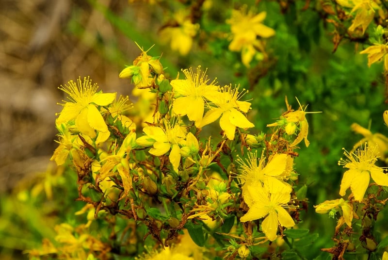 st. john's wort yellow flowers