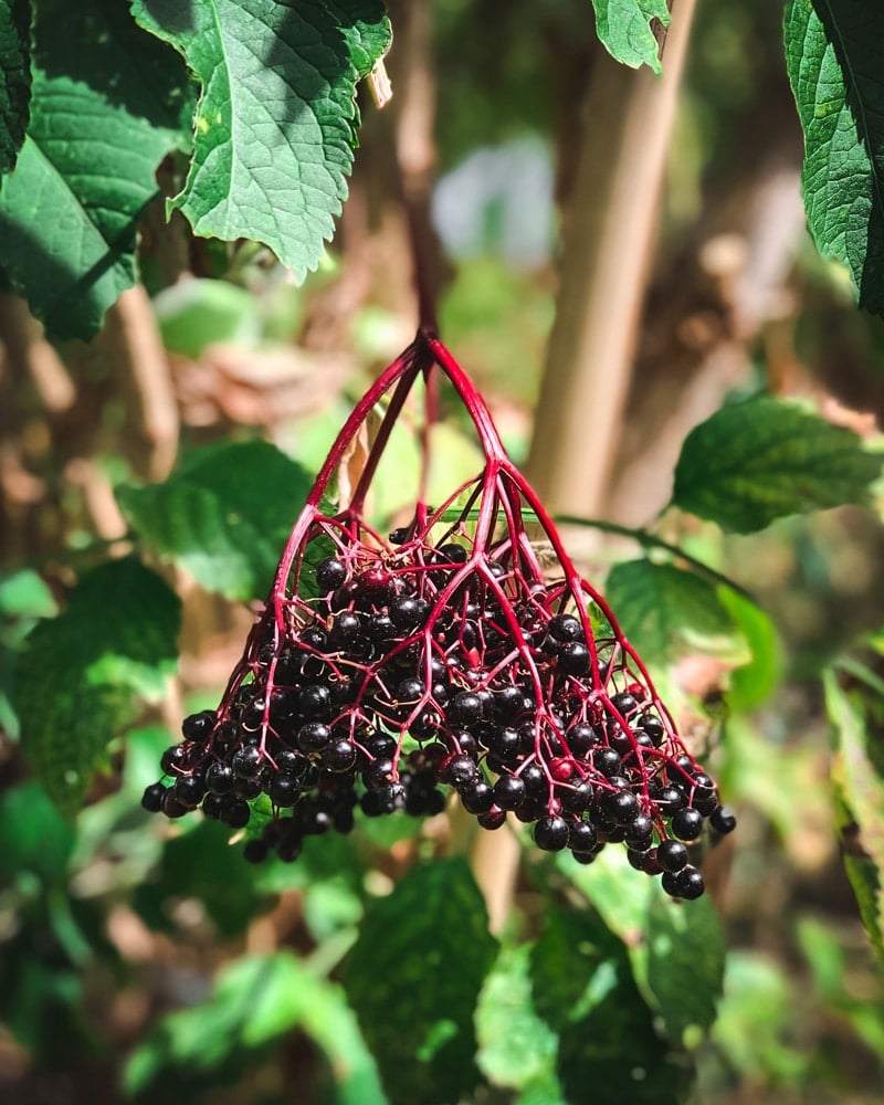 a cluster of black elderberries