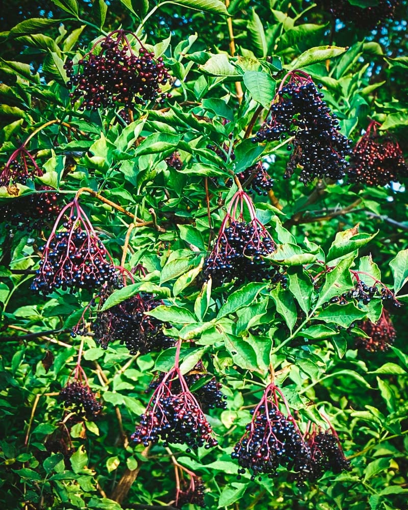 elderberry clusters on a shrub