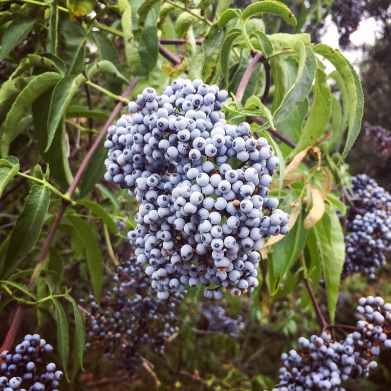 a cluster of blue elderberries
