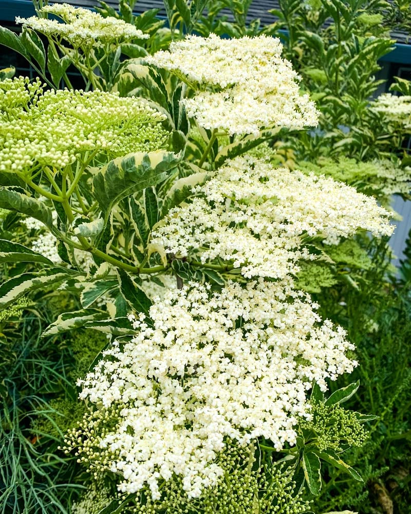 elderflowers growing on an elder shrub