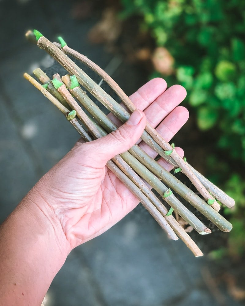 a hand holding fresh elderberry cuttings