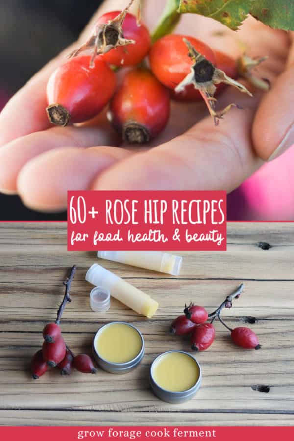 60+ Rose Hip Recipes for Food, Health, & Beauty