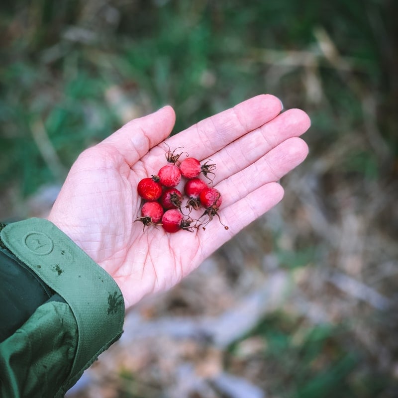 a hand holding foraged rose hips